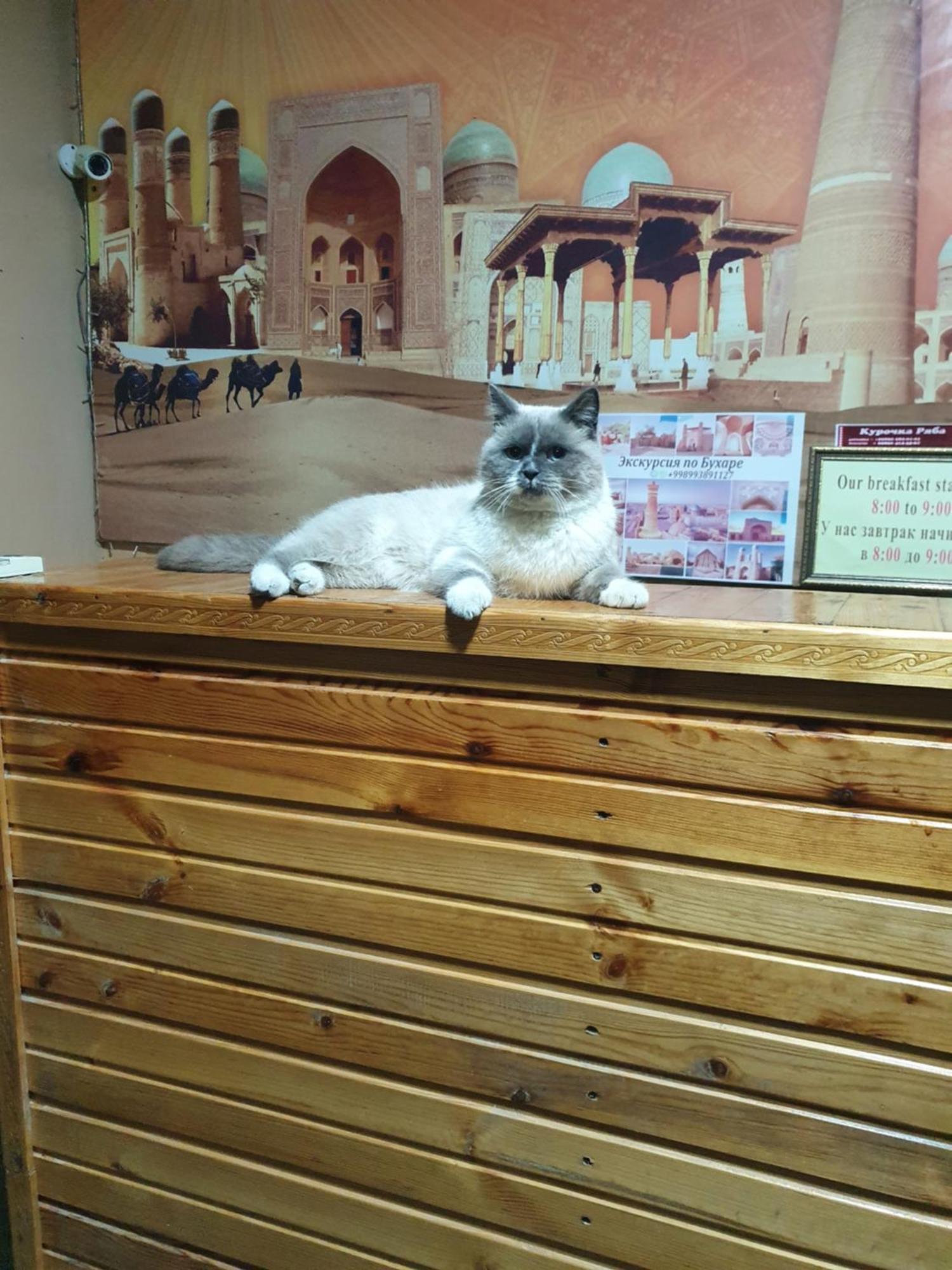 Hotel Ravshan Boutique بخارى المظهر الخارجي الصورة